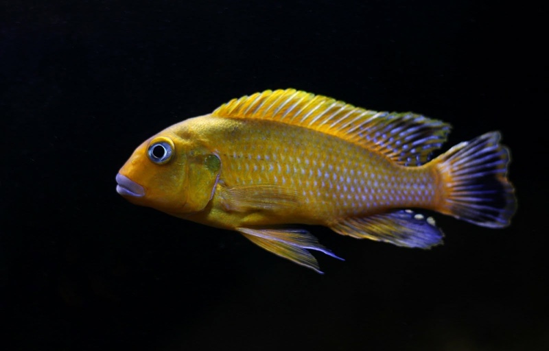 Pseudotropheus sp. 'williamsi north' Manda